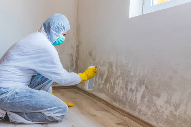 Licensed Mold Remediation service in Reisterstown, MD - WQB Mold Removal